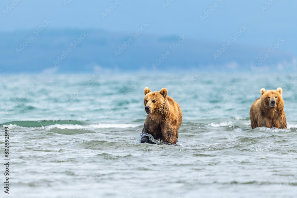 Ruling the landscape, brown bears of Kamchatka (Ursus arctos beringianus) Ruling the landscape, brown bears of Kamchatka (Ursus arctos beringianus)