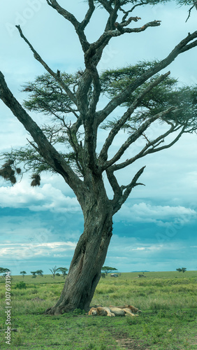 African panorama in Serengeti national park