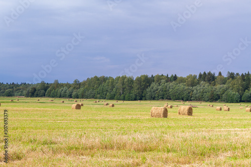 Haystacks are removed from the fields in the summer near the forest © Viktoriya09
