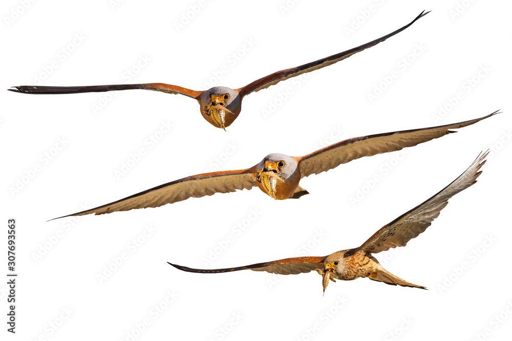 Obraz premium Flying falcon with its hunt. Isolated bird. White background.