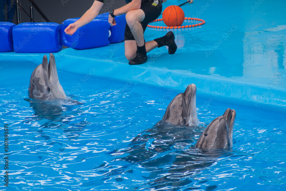 Obraz premium Trained dolphin in the aquarium, dolphinariums. show with dolphins. the trainer works with a trained dolphin.