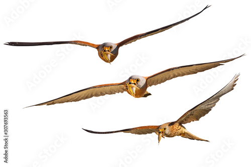 Flying falcon with its hunt. Isolated bird. White background. 