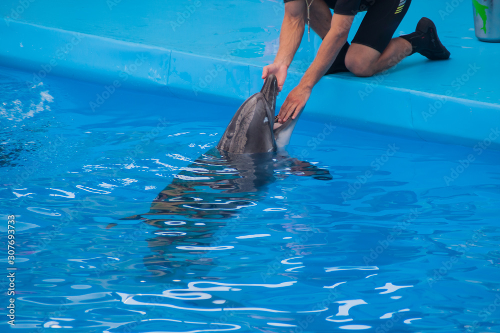 veterinarian examines a trained dolphin. a young white male vet put his hand in the mouth of a dolphin. veterinary medicine, treatment of marine wildlife. caring for animals. dental examination.