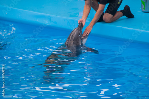 veterinarian examines a trained dolphin. a young white male vet put his hand in the mouth of a dolphin. veterinary medicine, treatment of marine wildlife. caring for animals. dental examination.
