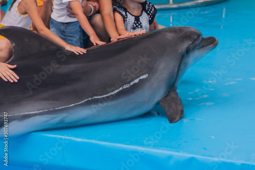 Trained dolphin in the aquarium, dolphinariums. show with dolphins. the trainer works with a trained dolphin.