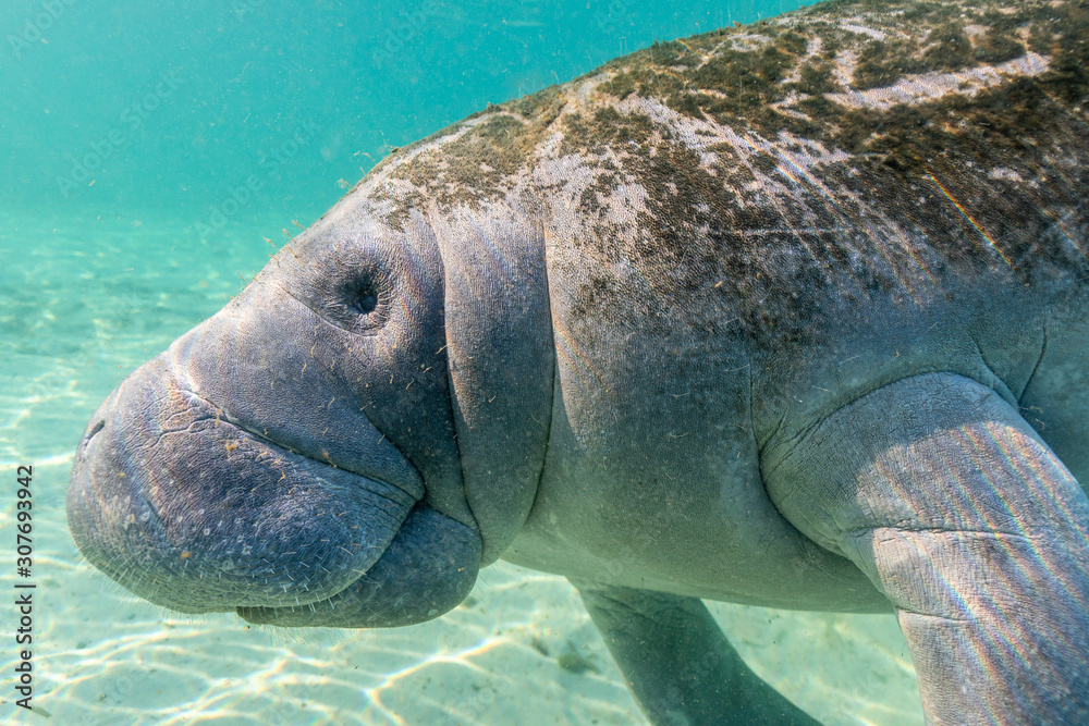 Fotografia do Stock: A curious and playful West Indian Manatee