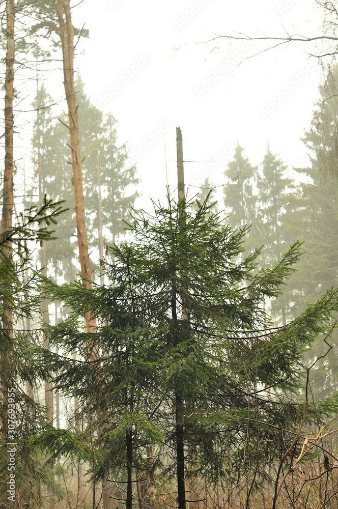 Fototapeta premium trees in forest