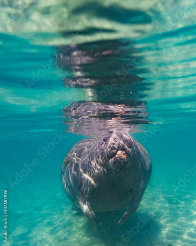 A West Indian Manatee (Trichechus manatus) surfaces for air. Manatees, like all marine mammals, breathe air at the surface. They come to these warm springs in winter to survive the cold.