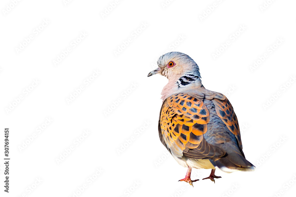 Turtle Dove. Isolated bird. White background. Bird: European Turtle Dove. Streptopelia turtur. Turtle Dove. Isolated bird. White background. Bird: European Turtle Dove. Streptopelia turtur.