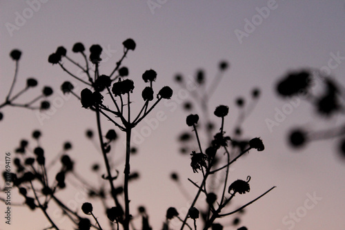 Blurred abstract nature background. Silhouettes of flowers over gray background. 