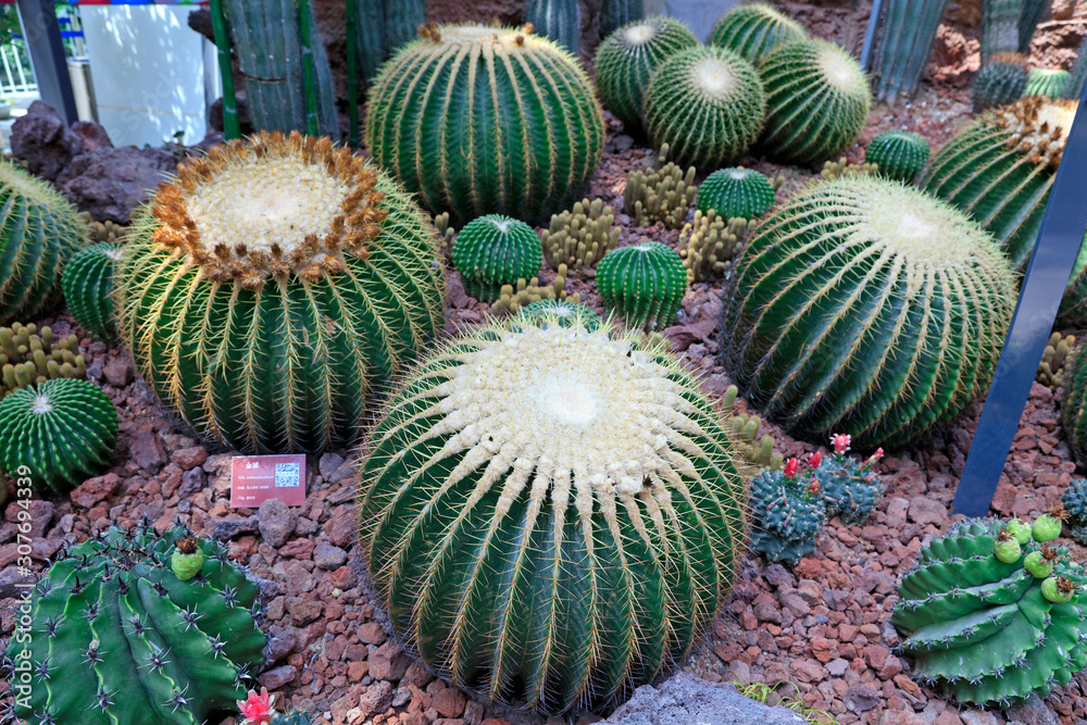 Cactus plants Echinocactus Cactus plants Echinocactus