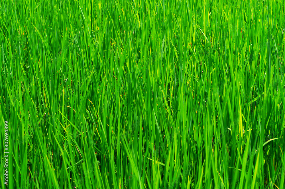 Obraz premium green paddy plant leaves under the golden sunlight at the village in India, Rice fields for cultivating farmers, background and texture