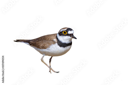 Cute little water bird. Isolated bird. White background. Little Ringed Plover. Charadrius dubius.