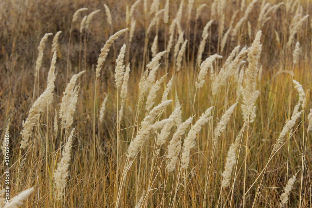 Obraz premium Blurred abstract landscape background. Cropped shot of dry grass. 