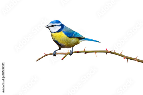 Colorful bird blue tit. Isolated cute bird and branch. White background. Bird: Eurasian Blue Tit. Cyanistes caeruleus.