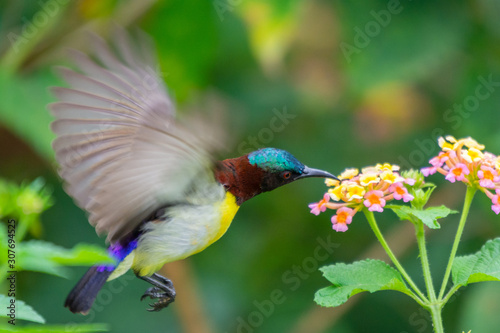 Purple Rumped Sunbird at Bhadravathi, Karnataka