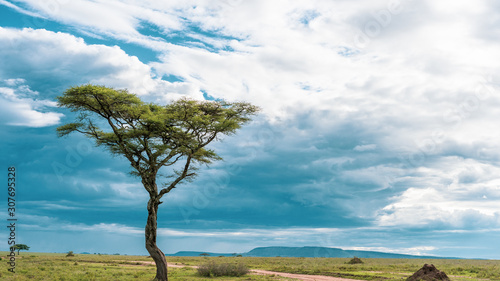African panorama in Serengeti national park © STORYTELLER