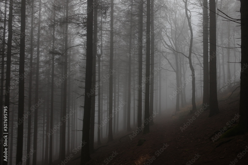 Fototapeta premium Wald im Nebel 