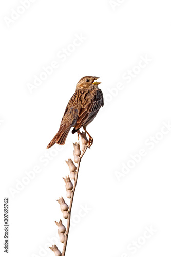 Singing bird. White background. Isolated bird and branch.