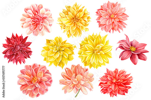 Fotomurale set of beautiful multicolored flower dahlia, botanical painting, watercolor draw