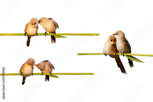 Cute little birds. Isolated bird and branch. White background. Bird: Bearded Reedling. Panurus biarmicus.