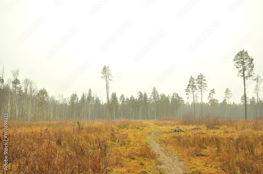 Obraz premium forest in fog