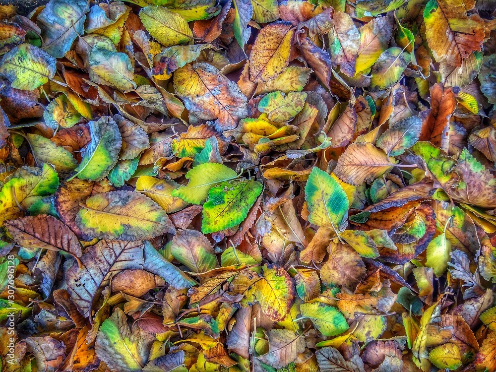 autumn fallen leaves orange and green autumn fallen leaves orange and green