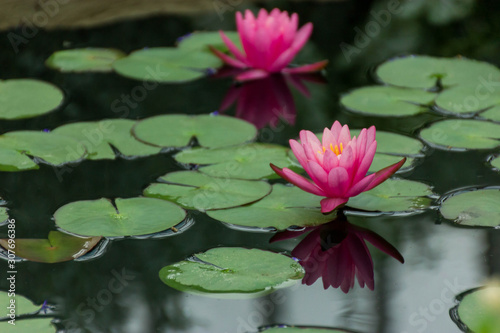 Water Lily