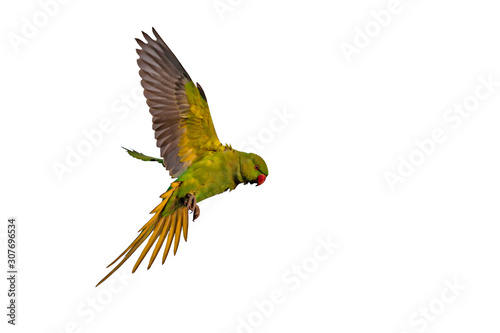 Isolated colorful bird parrot. White background. 