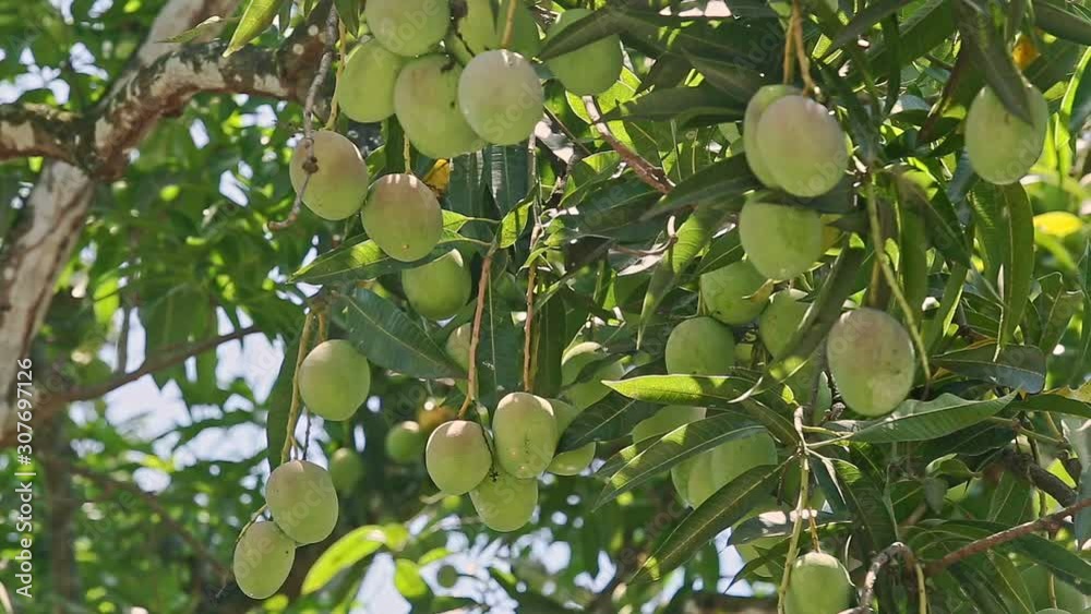 big branch of tree with green mangoes shaked by wind big branch of tree with green mangoes shaked by wind