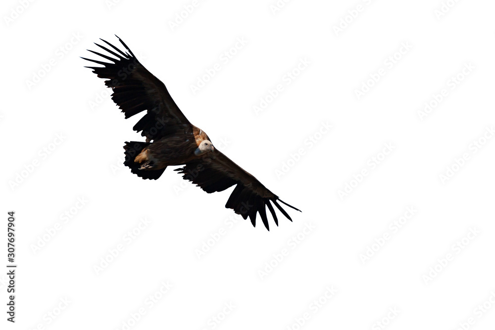 Obraz premium Flying vulture. Isolated bird. White background. Griffon Vulture. Gyps fulvus.