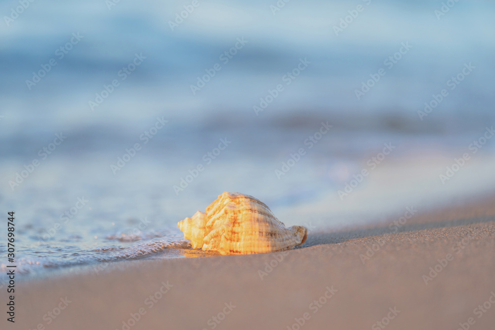 beautiful shell lies on the beach, next to the azure water of the sea beautiful shell lies on the beach, next to the azure water of the sea