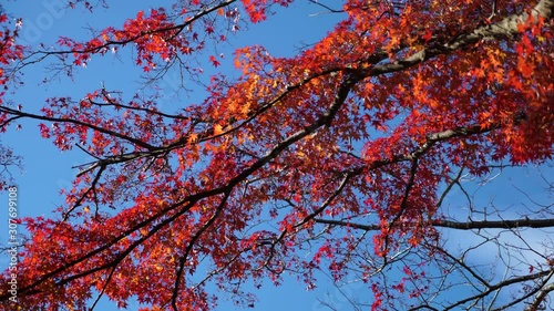 高尾山紅葉