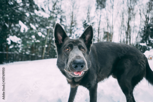 Portrait Of German Shepherd In New England Snow Setting © BMaine92