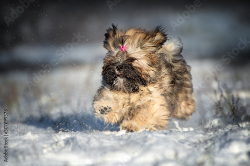 Obraz na plátně happy lhasa apso puppy running outdoors in winter