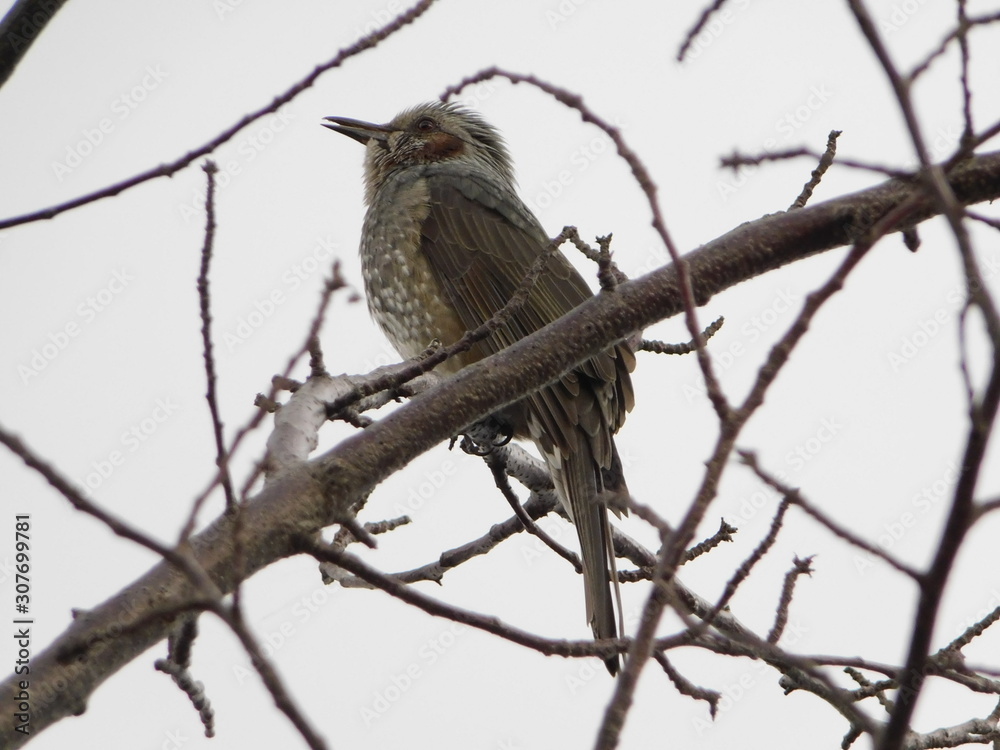 木の枝に留まるヒヨドリ