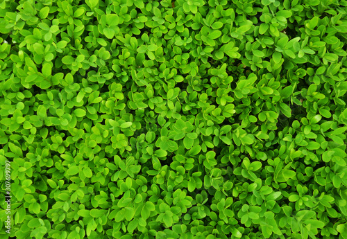 shrub with small leaves as background. green leaf texture