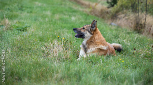 dog shepherd lying on the grass © Liubov Kartashova