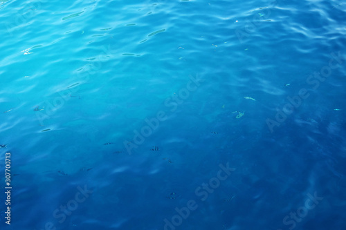 blue sea with small striped fish as a background