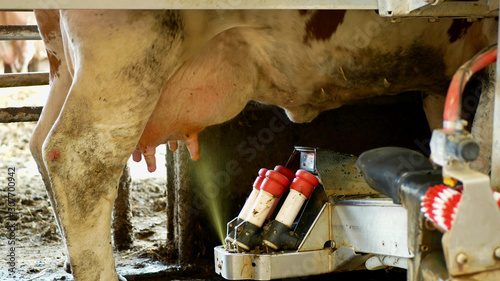 Bilde på lerret Robotic cow milking machine disinfection udder spray and mammary glands breast teats, intelligent robotic arm detail laser guided teat attachment
