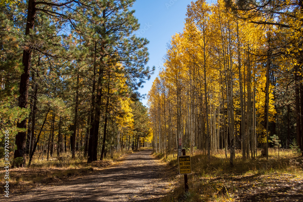 Landscape of dirt road and yellow aspen trees in Arizona