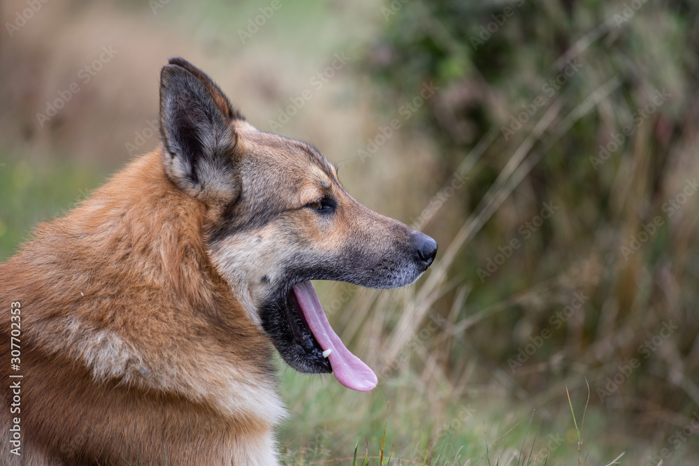 Fototapeta premium dog yawns