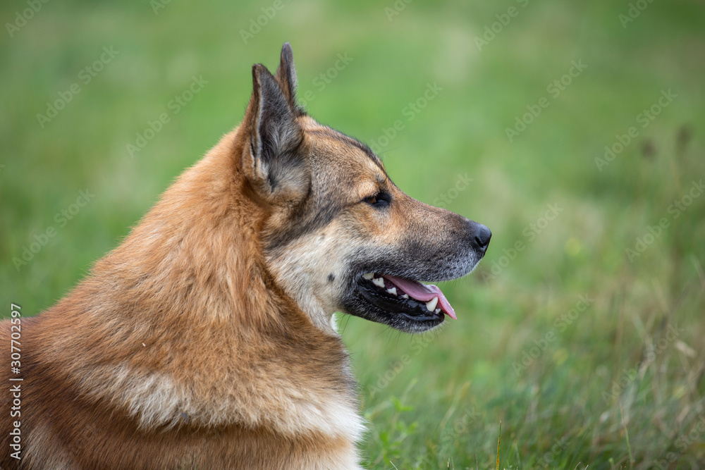portrait of happy dog