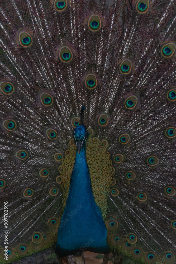 Obraz premium Peacock