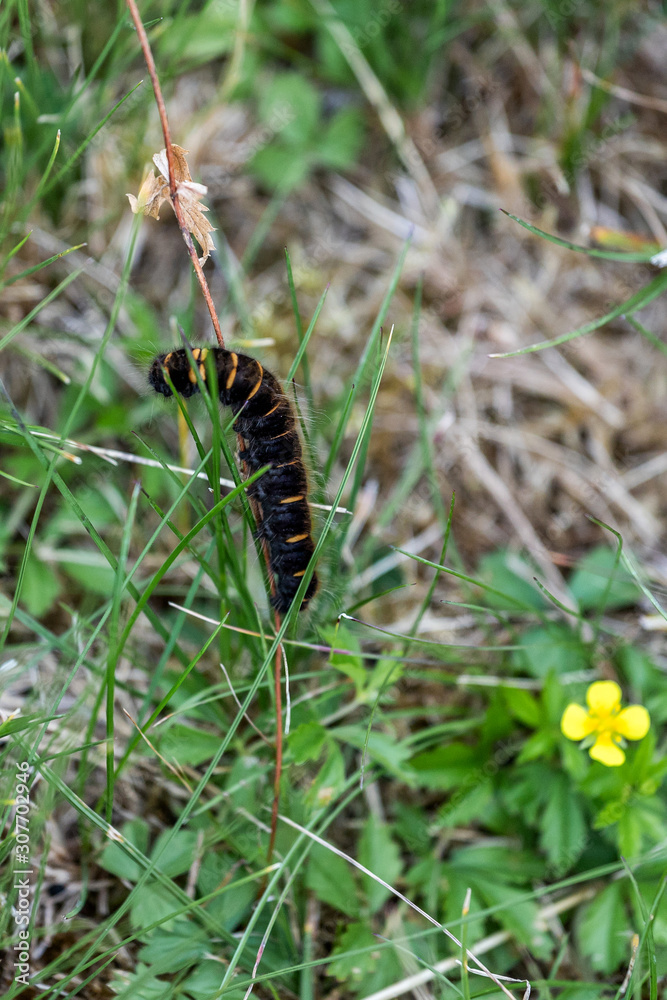 caterpillar on the stem