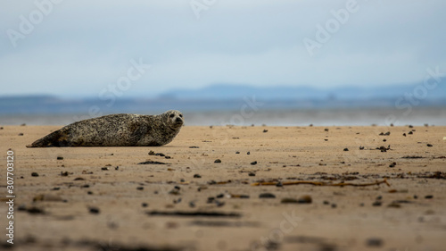 Photo Common Seal, Harbor, Phoca vitulina, resting on the sand with colourful background near findhorn bay in Scotland during December