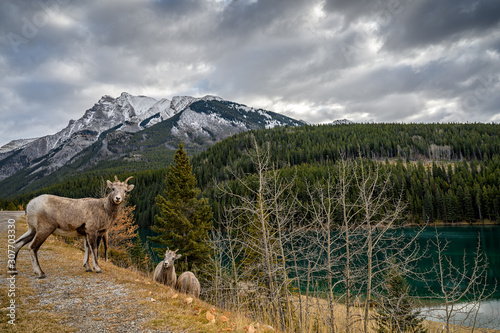 Bighorn sheep (Ovis canadensis) in the landscape at Two Jack Lake, Banff National Park, Alberta, Canada