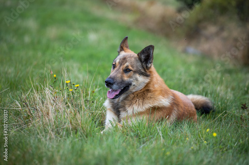 dog shepherd lying on the grass © Liubov Kartashova