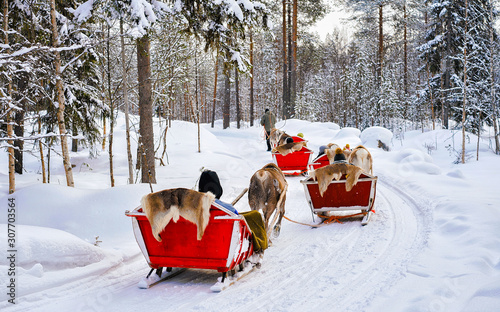People on Reindeer sleigh in Finland in Rovaniemi at Lapland farm. Family on Christmas sledge at winter sled ride safari with snow Finnish Arctic north pole. Fun with Norway Saami animals. © Roman Babakin