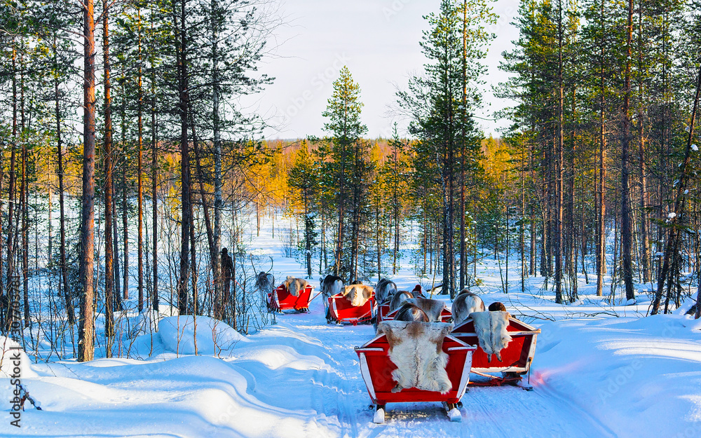 Fototapeta premium People on Reindeer sleigh in Finland in Rovaniemi at Lapland farm. Family on Christmas sledge at winter sled ride safari with snow Finnish Arctic north pole. Fun with Norway Saami animals.